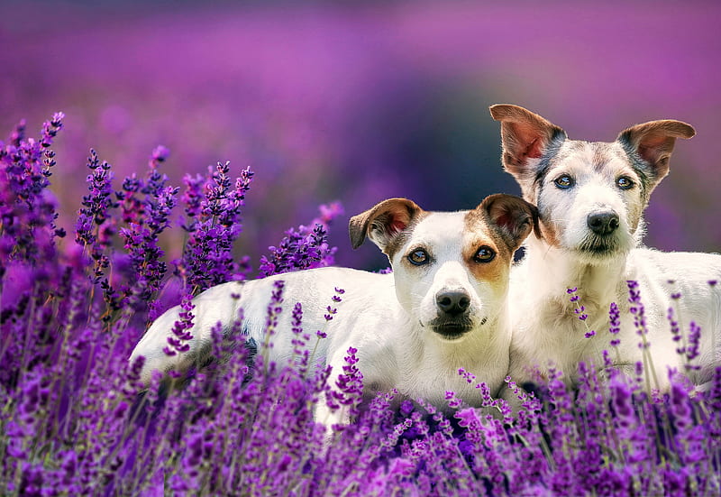 Cut dogs, Lavender, Bokeh, Couple, Flowers, HD wallpaper