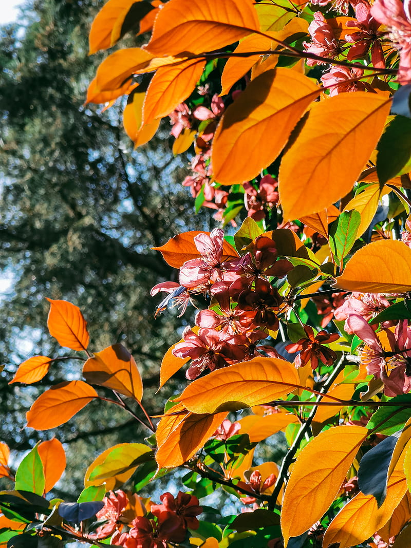 green-and-brown-leaves-during-daytime-hd-phone-wallpaper-peakpx