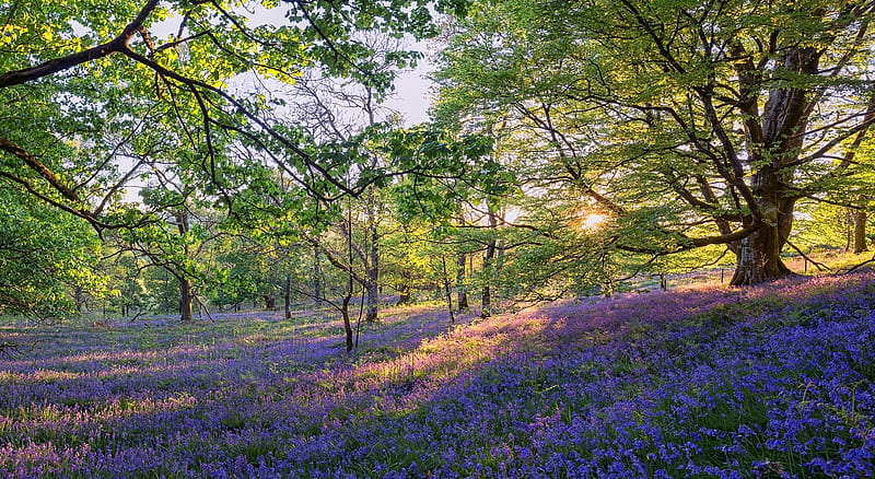 English bluebells flowers, english bluebells, flowers, sunset, nature, spring, sunrise, landscape, scene, forest, HD wallpaper