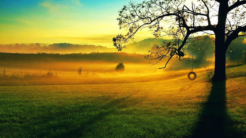 morning fog over the countryside, tree, swing, grass, morning, tire, meadow, fog, HD wallpaper