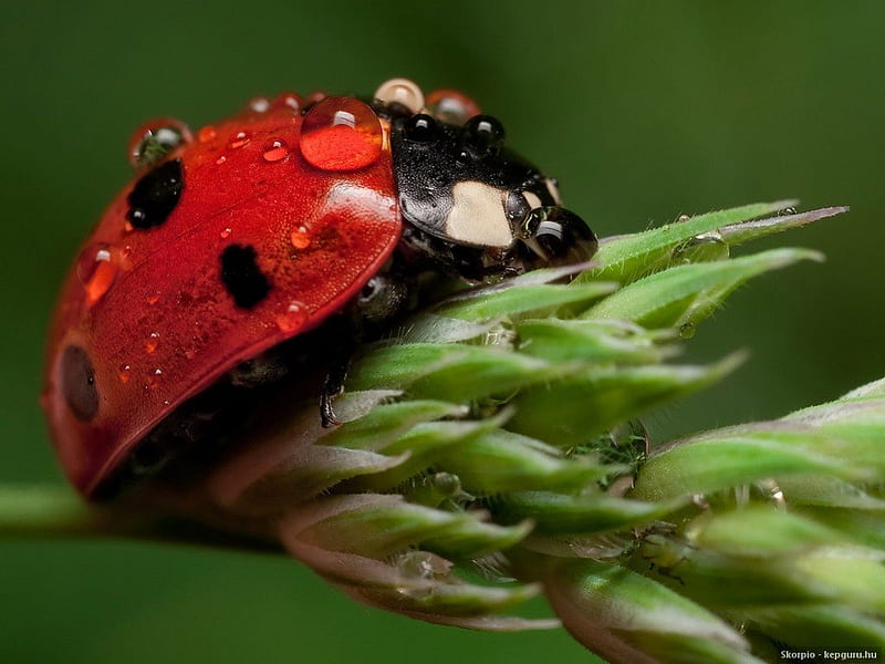 LADY IN THE RAIN, red, ladybirds, droplets, bugs, flowers, beetles, insects, HD wallpaper
