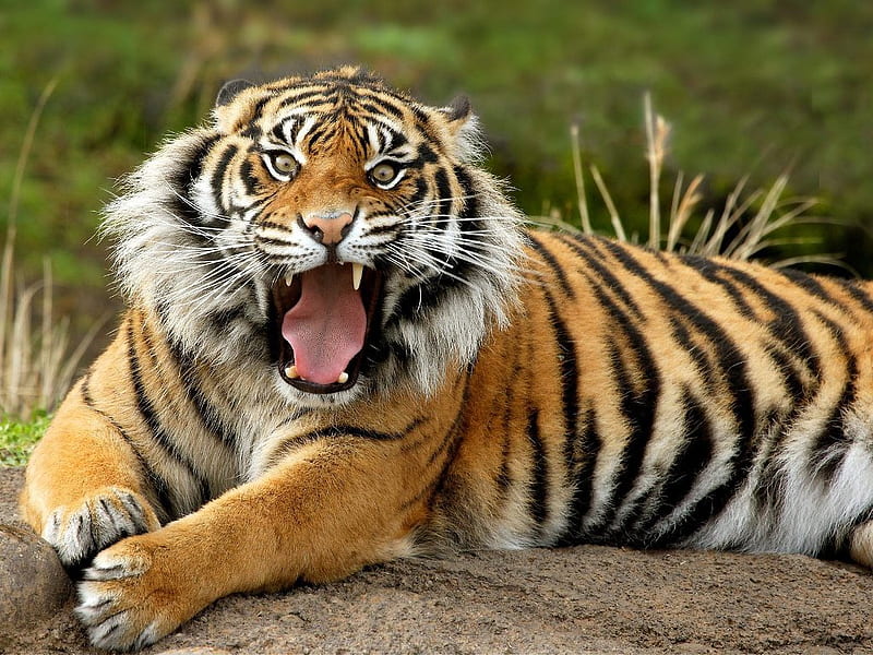 Bengal Tiger, tiger, bengal, tiger, animals, HD wallpaper
