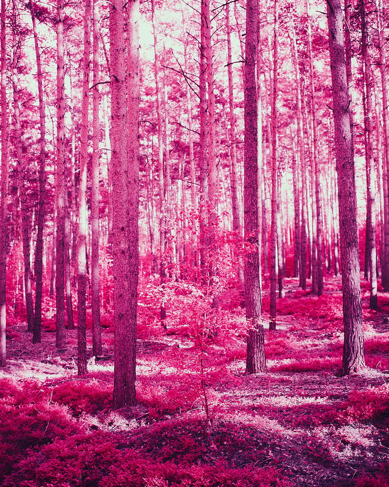 forest, trees, effect, pink, HD phone wallpaper