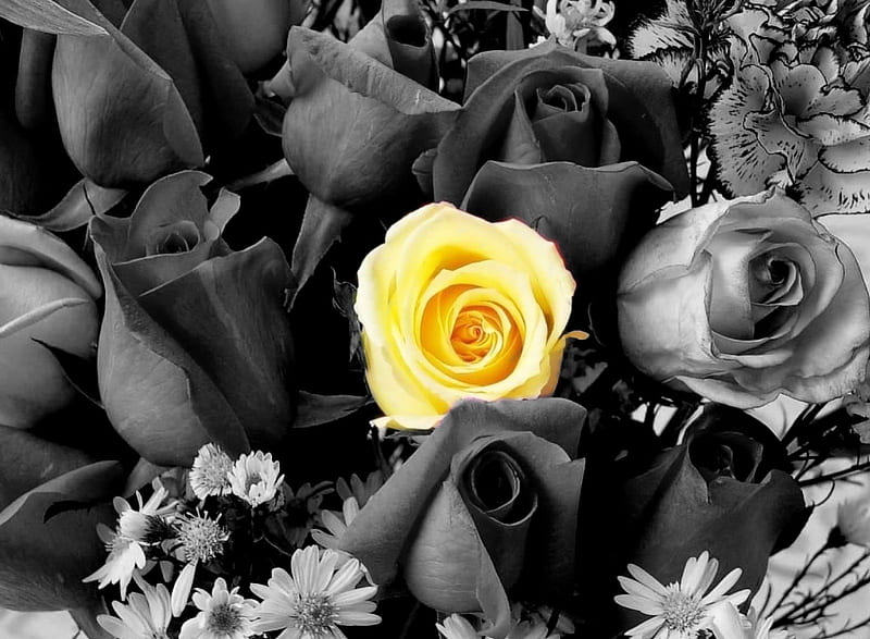 Rosas, amarillas, flores, negras, color, naturaleza, blancas, Fondo de  pantalla HD | Peakpx