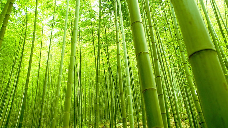 Bambú verde árboles bosque bambú, Fondo de pantalla HD | Peakpx