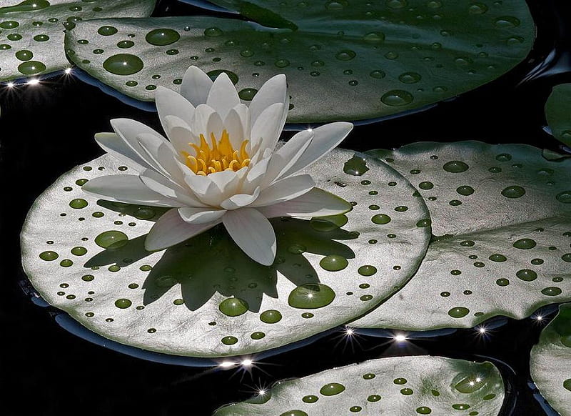 Water Lily., waterlily, water, drop, plant, flower, nature, HD wallpaper