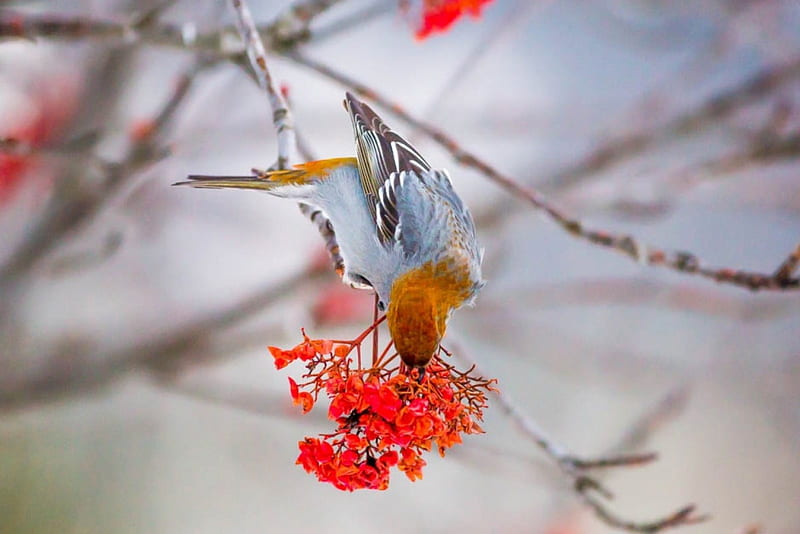A Finch Forages on Winter Berries, bird, berries, finch, animal, winter, HD wallpaper