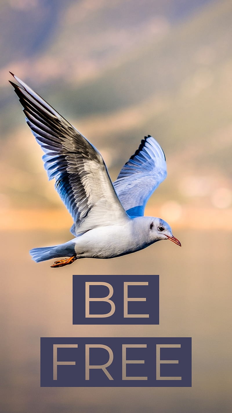 Be like a bird, dom, fly, sea, doves, gull, HD phone wallpaper