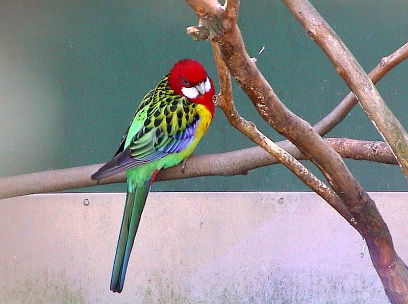 EASTERN ROSELLA, colorful, pretty, male, parrot, HD wallpaper