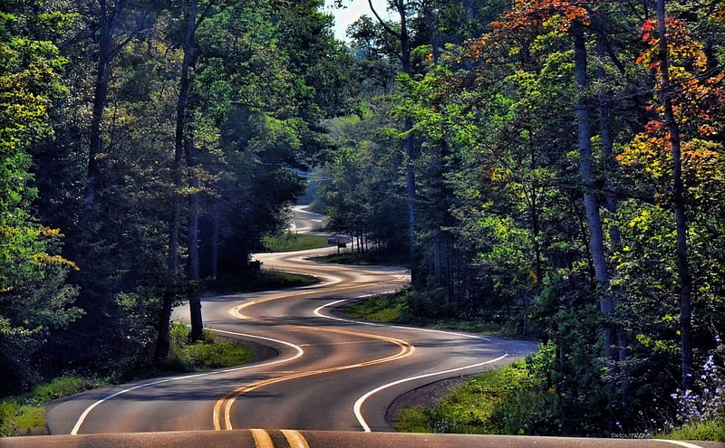 Curvy and Winding Forest Road, roads, curvy, winding, nature, forests, trees, HD wallpaper