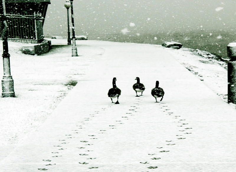 Late For Supper Again, Ducks, Snow, Birds, Animals, Black and White, HD wallpaper