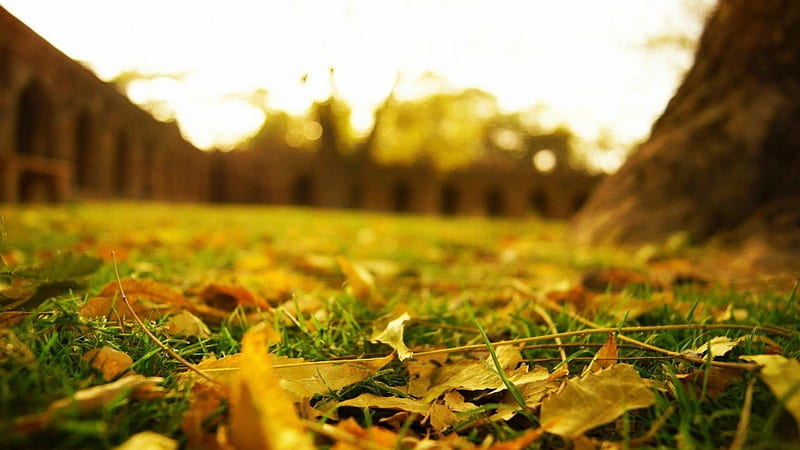 leaves earth grass lawn-, HD wallpaper