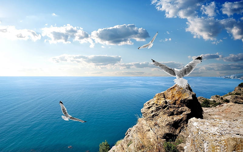 seagulls on rock-Animal, HD wallpaper