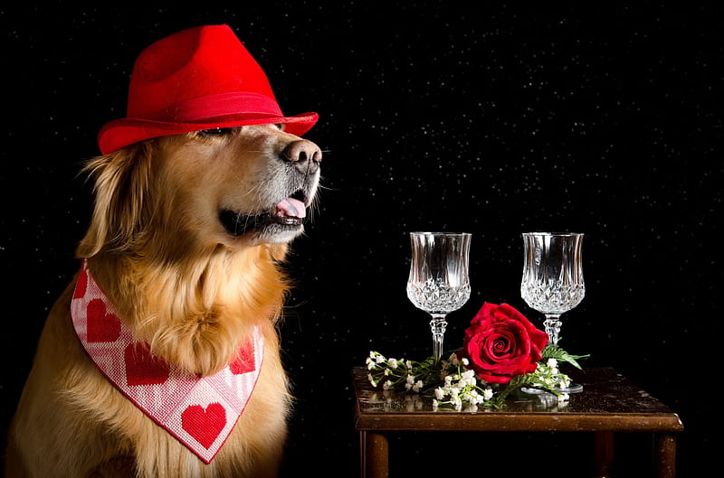 Golden retriever, retriever, rose, drink, puppy, dog, animal, HD