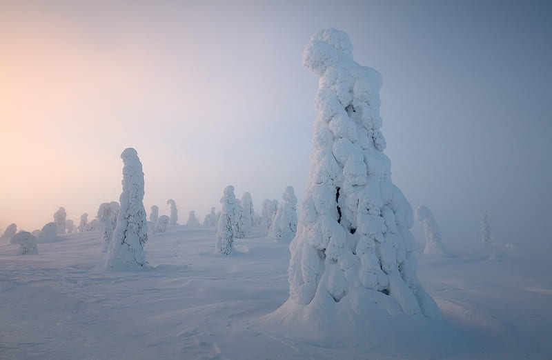 Lapland Winter Ultra, Europe, Finland, bonito, Landscape, Winter, White, Trees, Mist, Amazing, Cold, Covered, Snow, Snowy, lapland, stunning, HD wallpaper