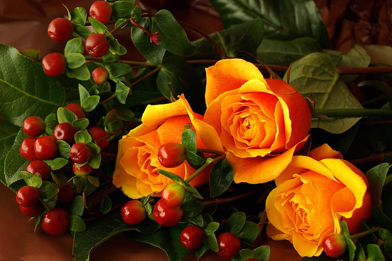 Roses, Flowering, Orange, Berries, HD wallpaper