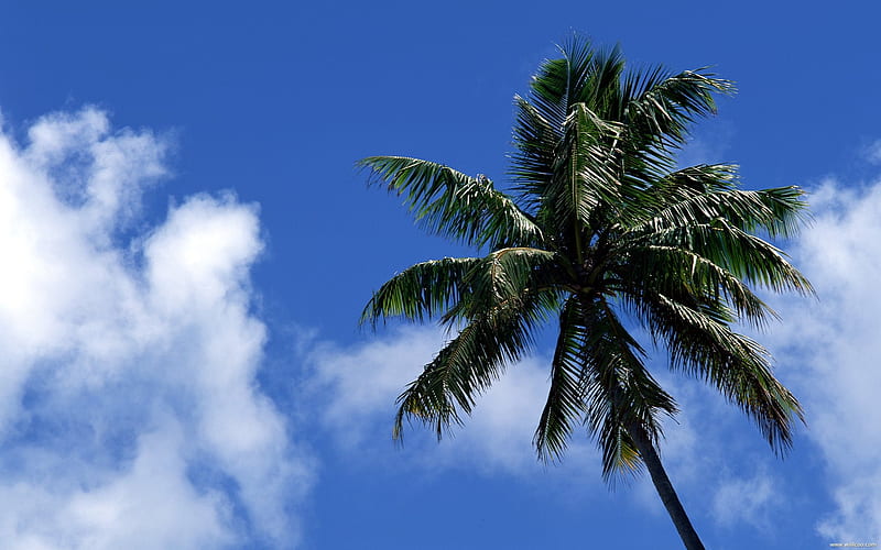 coconut trees under the blue sky, HD wallpaper