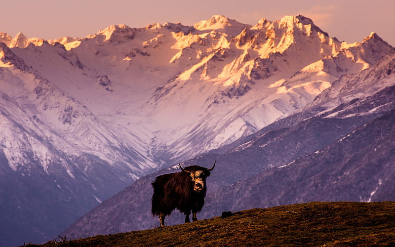 yak, mountain, tibet, grass, HD wallpaper