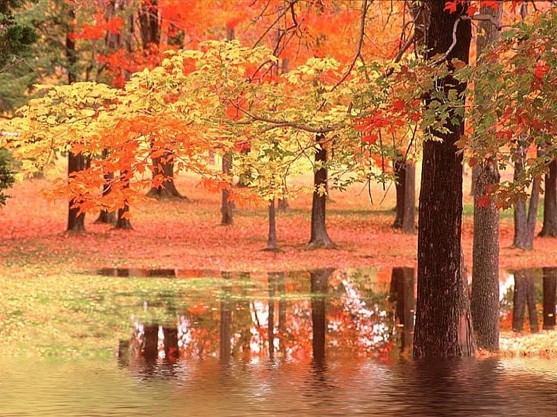 Autumn in the forest, fall, nature, water, forest graphy, HD wallpaper ...