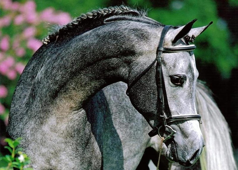 Gray Horse, cavalo, horse, animals, HD wallpaper