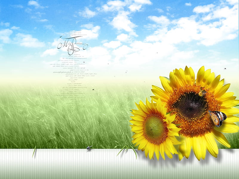 Mid Summer Day, bee, grass, day, sunflower, land, clouds, sky, HD wallpaper