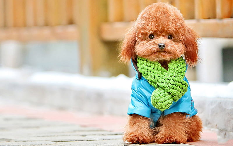 Well dressed puppy, pudel, caine, poodle, animal, cute, green, scarf, funny, puppy, dog, blue, HD wallpaper
