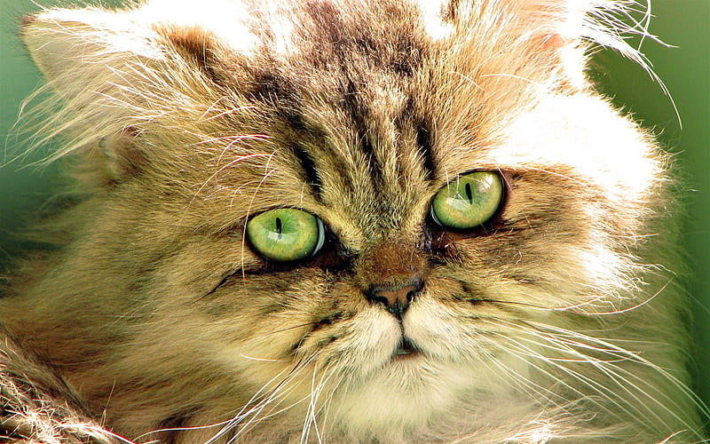 persian cat green eyes
