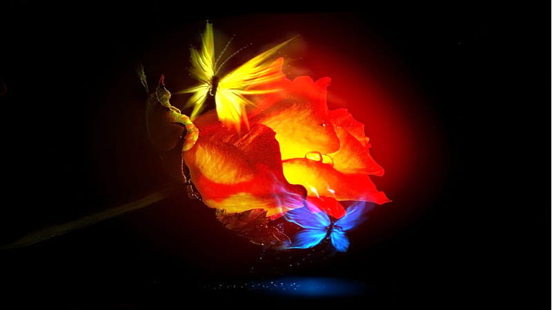 Ember Rose Butterfly Love, caring, glow, butterfly, romantic, rose, flowers, abstract, loving, HD wallpaper