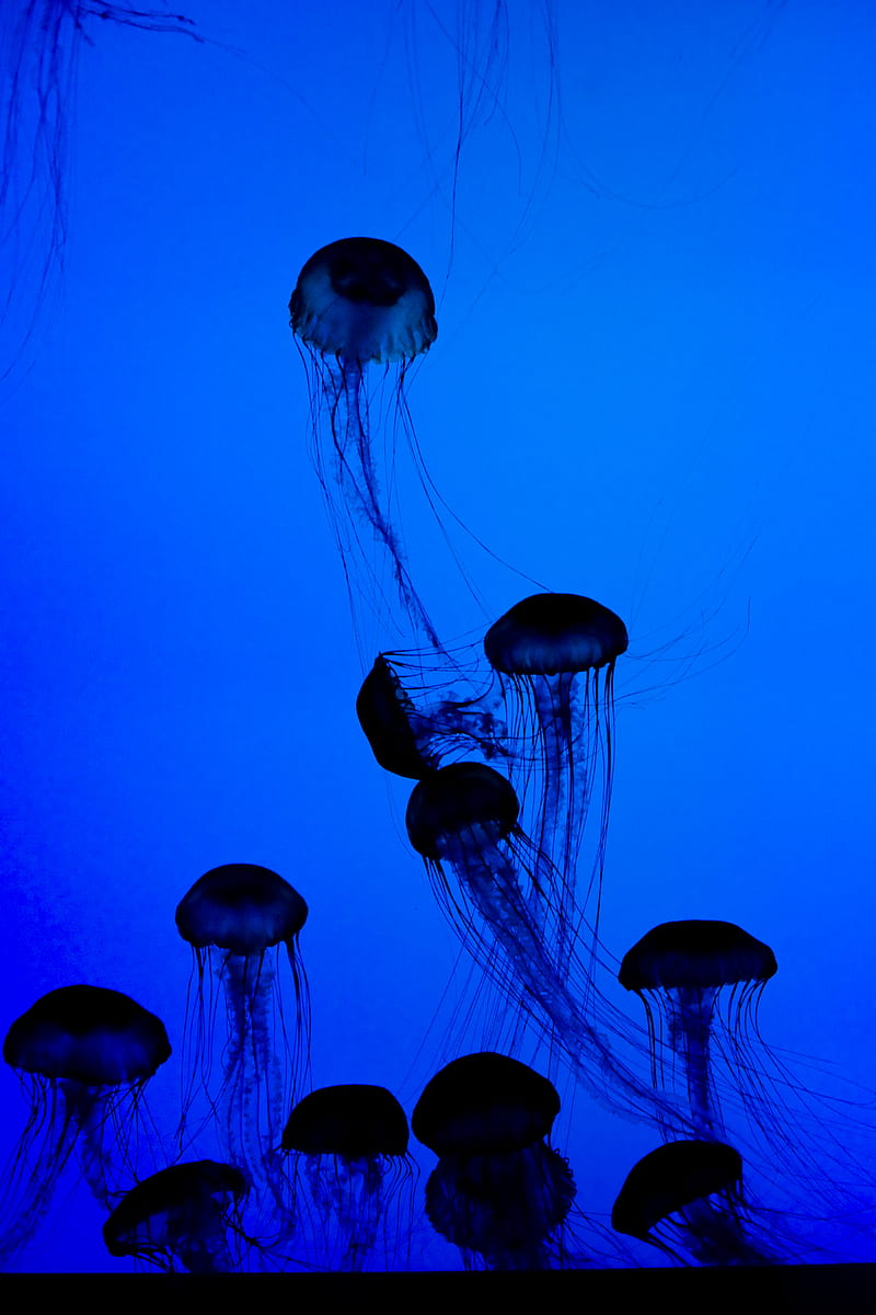 jellyfish, tentacles, underwater world, dark, blue, HD phone wallpaper