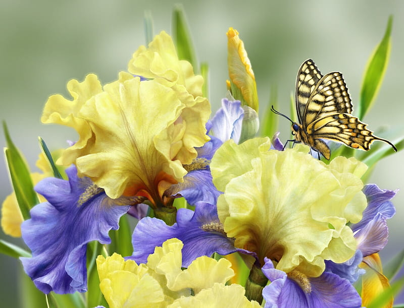Butterfly's dream, alenaekaterinburg, art, frumusete, luminos, yellow, spring, elena roslyakova, vara, butterfly, fluture, summer, flower, iris, blue, HD wallpaper