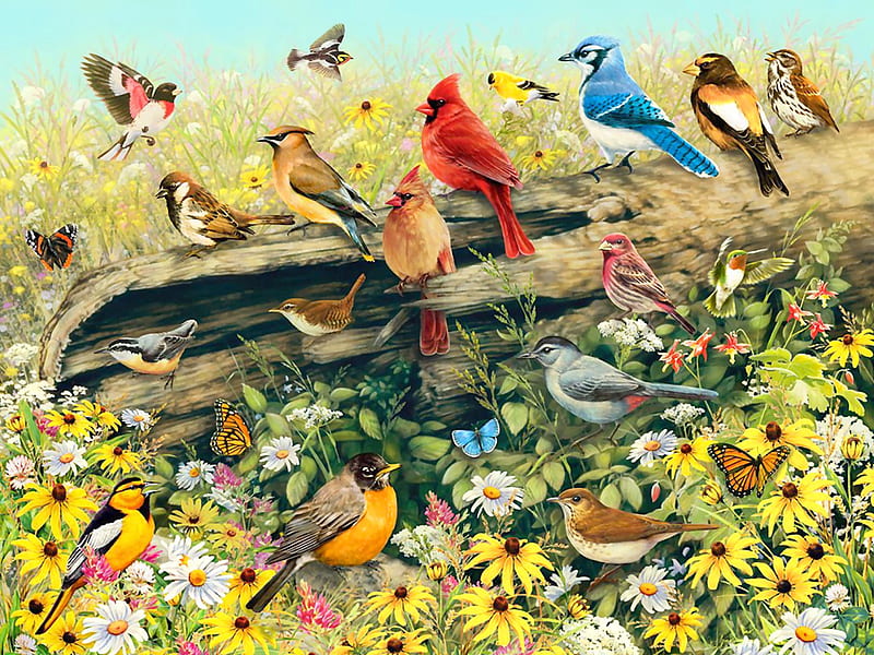 In the Meadow F, robin, hummingbirds, sparrows, bonito, illustration, artwork, animal, cardinals, house finch, painting, wide screen, flowers, art, oriole, cedar waxwing, songbirds, butterflies, rosebreasted grosbeak, blackeyed susans, daisies, nuthatch, wren, bird, avian, wildlife, cat bird, blue jay, goldfinch, HD wallpaper
