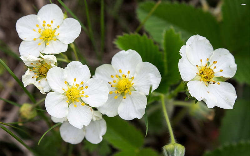 wild strawberry blossoms, blossoms, flower, strawberry, plant, HD wallpaper