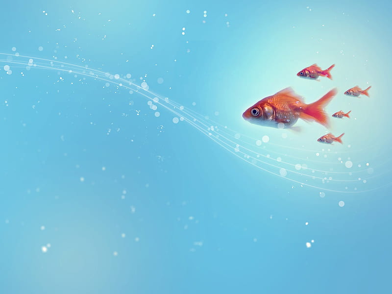 Goldfish-Creative Design, HD wallpaper