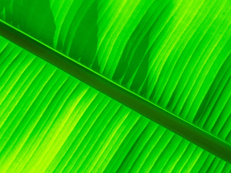 Green banana leaf, HD wallpaper