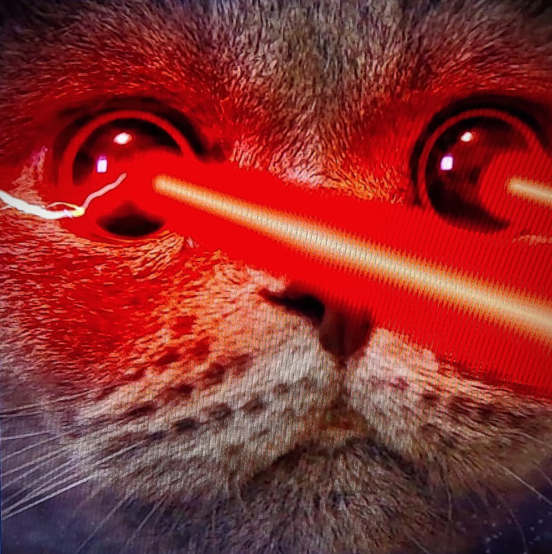 Cyber Cat, auge, cats, eye, katze, laser, red, rot, HD phone wallpaper