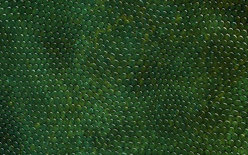 green snake skin, close-up, reptile skin, snake skin textures, green snake, macro, leather backgrounds, snake skin, HD wallpaper