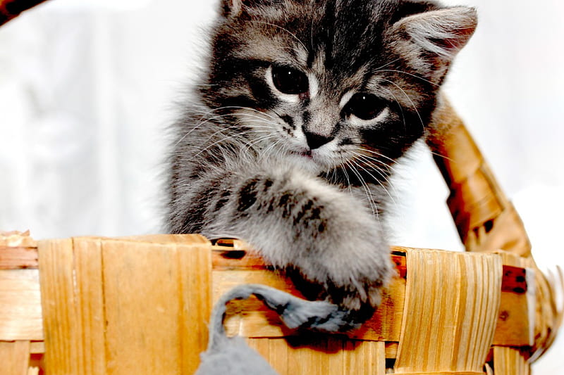 ADORABLE KITTY, kitten, gray, pail, wooden, HD wallpaper