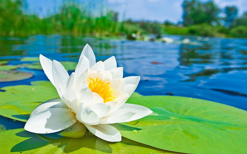 Water Lily, sky, lake, pond, leaves, water, green, white flower, landscape, HD wallpaper