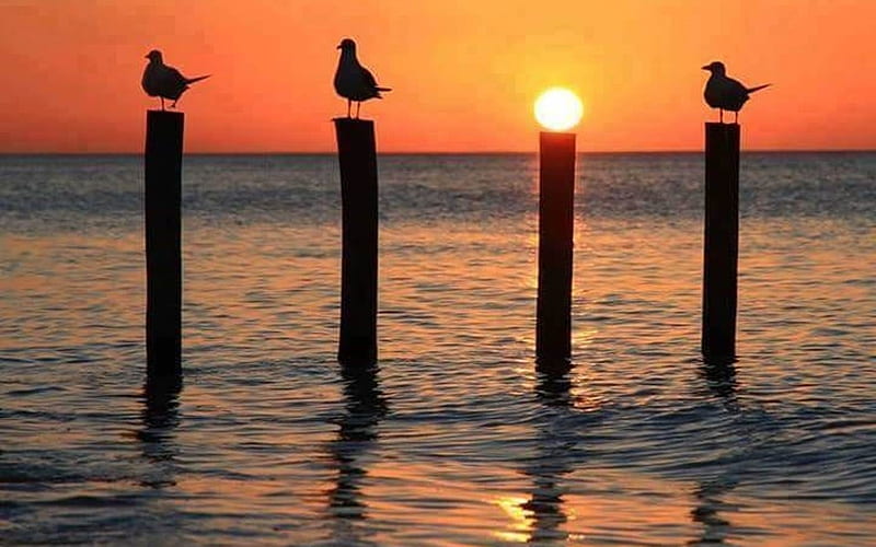 Gulls and Sun, sunset, seagulls, poles, sea, HD wallpaper
