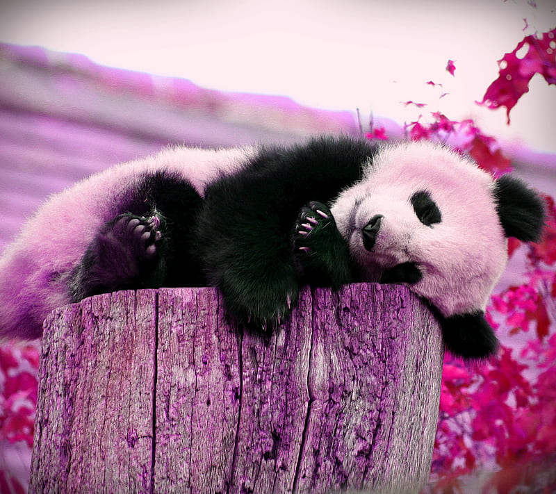 Kawaii Pink Panda Wallpapers - Wallpaper Cave