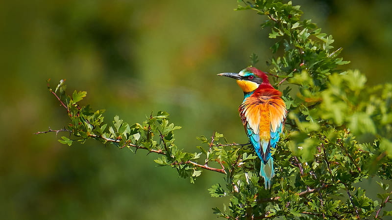 Colorful European Bee-Eater Bird Is Sitting On Leafed Tree Branches Birds, HD wallpaper