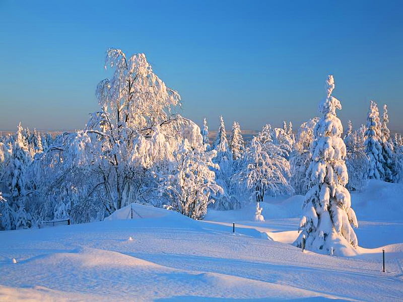 Winter hill, trees, sow, blue, winter, HD wallpaper