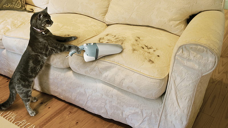 Funny Cleaning Cat, a sofa, wool, vacuum cleaner, funny, cat, cleaning, HD wallpaper