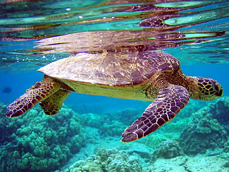 Sea Turtle, turtle, bonito, sea, HD wallpaper | Peakpx