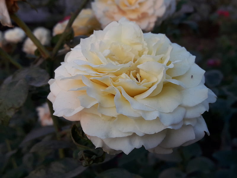 White Rose, white, rose, tone, yellowish, HD wallpaper