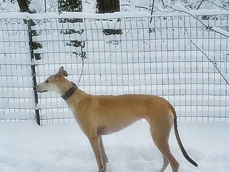 Blaze-She's as sweet as she is beautiful., greyhound, graphy, Michigan, snow, dogs, winter, HD wallpaper