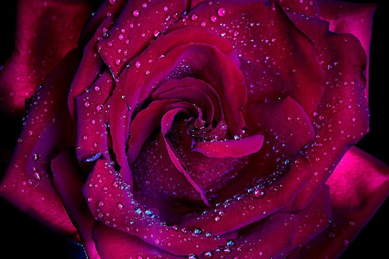 RED ROSE, FLOWER, ROSE, RED, BEAUTIFUL, HD wallpaper