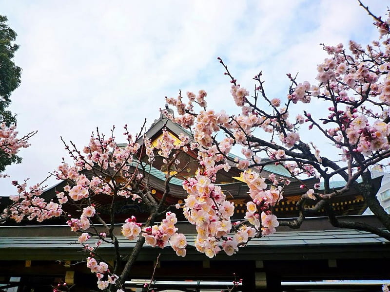 Cherry Blossom, sakura, japan, japanese, shrine, flowers, temple, HD wallpaper