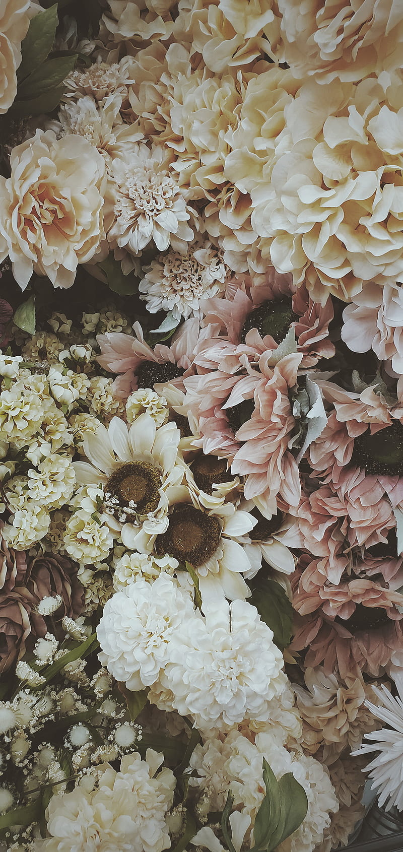 Flower, floral, flowers, google, iphone, pink, roses, s10, siri, HD phone wallpaper