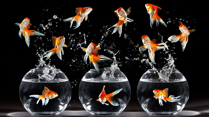 Gold Fish dance !, gold, fishes, crazy, jumping, three, bonito, bowls, HD wallpaper